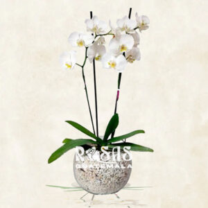 Orquideas a domicilio